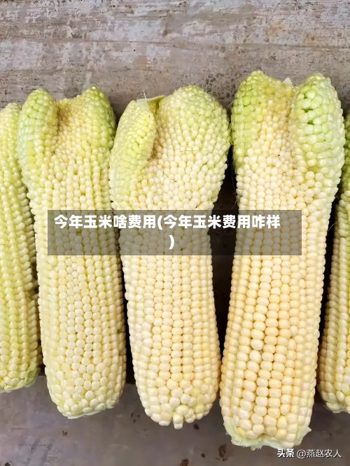 今年玉米啥费用(今年玉米费用咋样)
