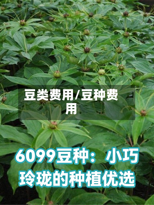 豆类费用/豆种费用