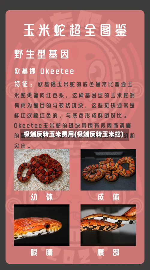 极端反转玉米费用(极端反转玉米蛇)-第2张图片