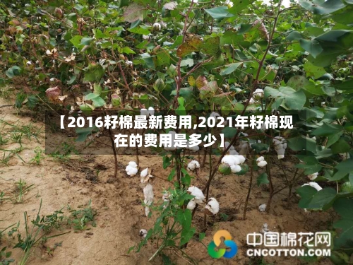 【2016籽棉最新费用,2021年籽棉现在的费用是多少】-第2张图片