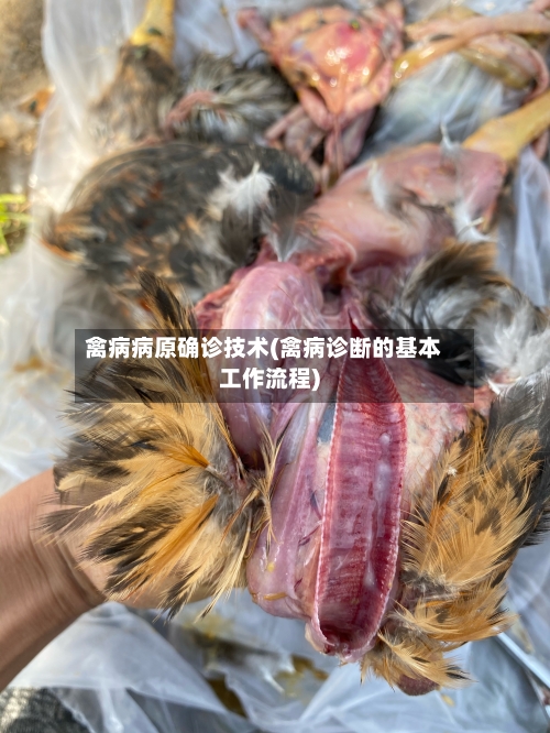 禽病病原确诊技术(禽病诊断的基本工作流程)-第3张图片