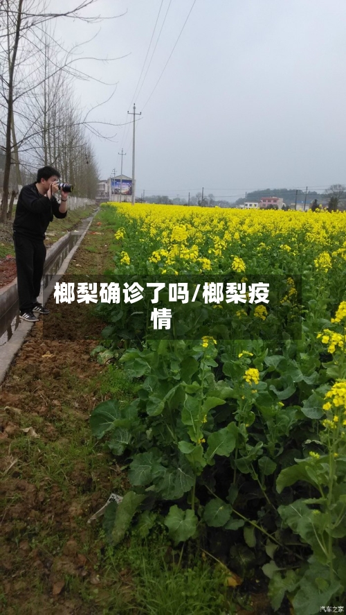 榔梨确诊了吗/榔梨疫情