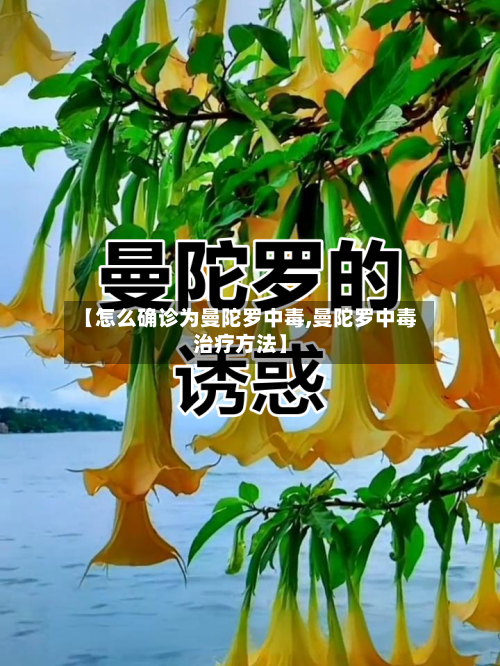 【怎么确诊为曼陀罗中毒,曼陀罗中毒治疗方法】-第2张图片