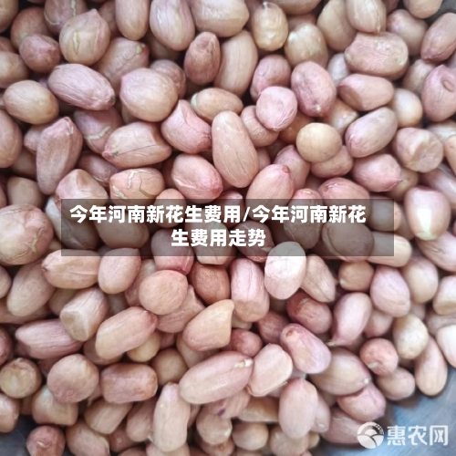 今年河南新花生费用/今年河南新花生费用走势