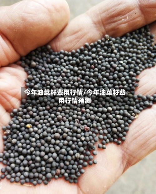 今年油菜籽费用行情/今年油菜籽费用行情预测
