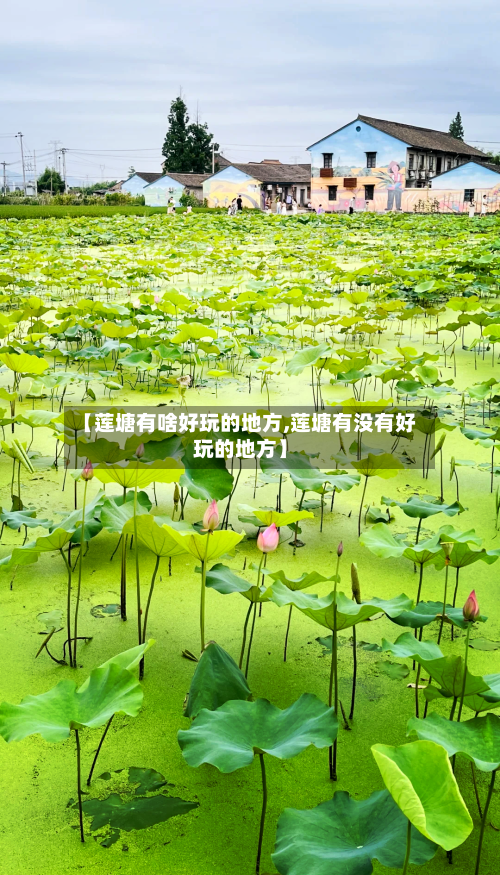 【莲塘有啥好玩的地方,莲塘有没有好玩的地方】