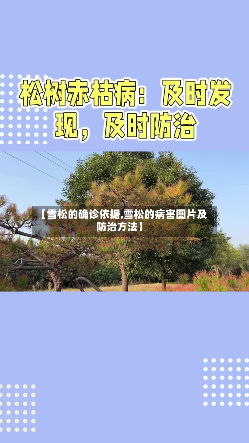【雪松的确诊依据,雪松的病害图片及防治方法】