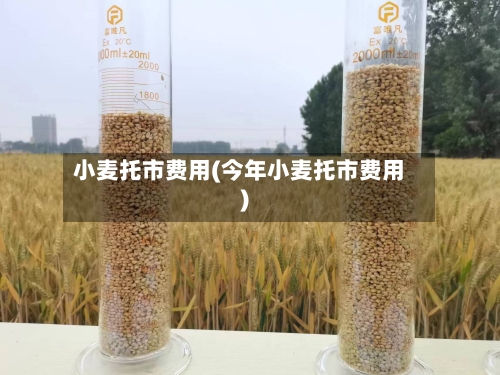 小麦托市费用(今年小麦托市费用)-第3张图片