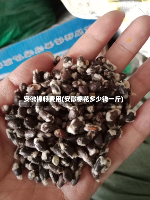 安徽棉籽费用(安徽棉花多少钱一斤)-第2张图片