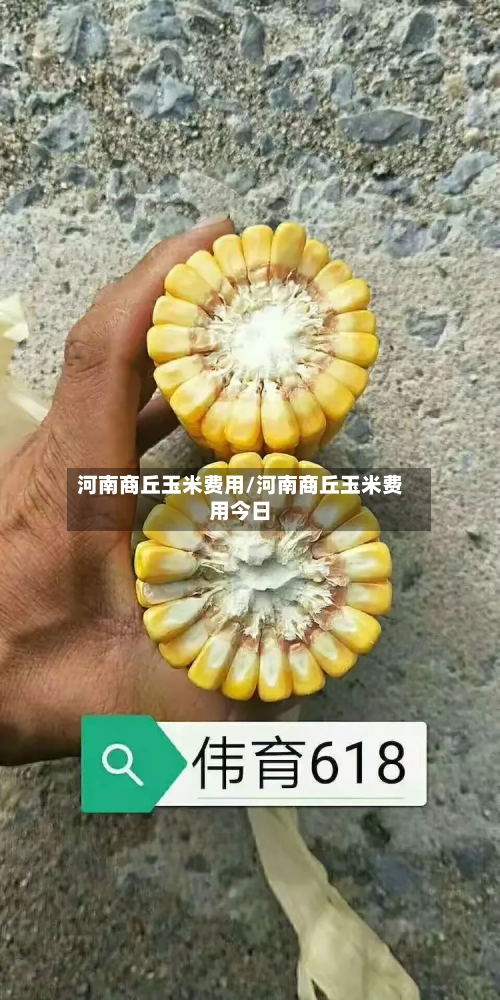 河南商丘玉米费用/河南商丘玉米费用今日