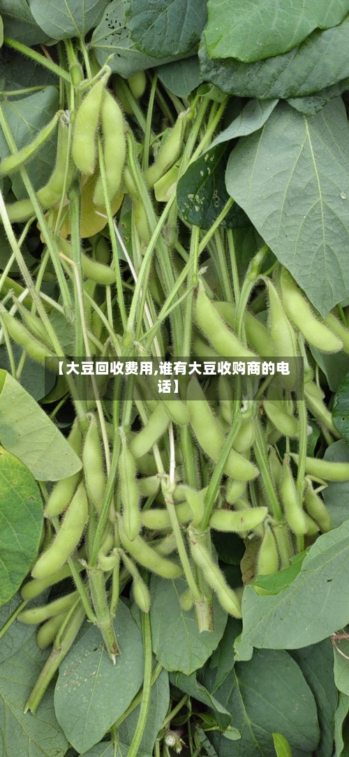 【大豆回收费用,谁有大豆收购商的电话】-第2张图片