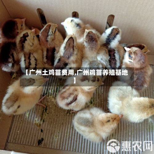 【广州土鸡苗费用,广州鸡苗养殖基地】-第3张图片