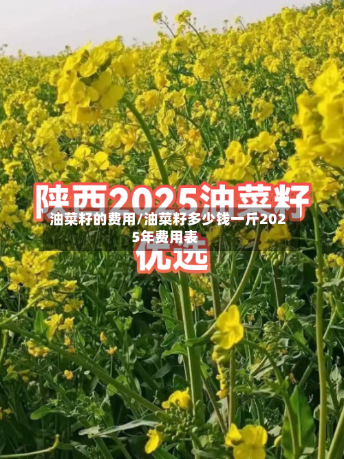 油菜籽的费用/油菜籽多少钱一斤2025年费用表
