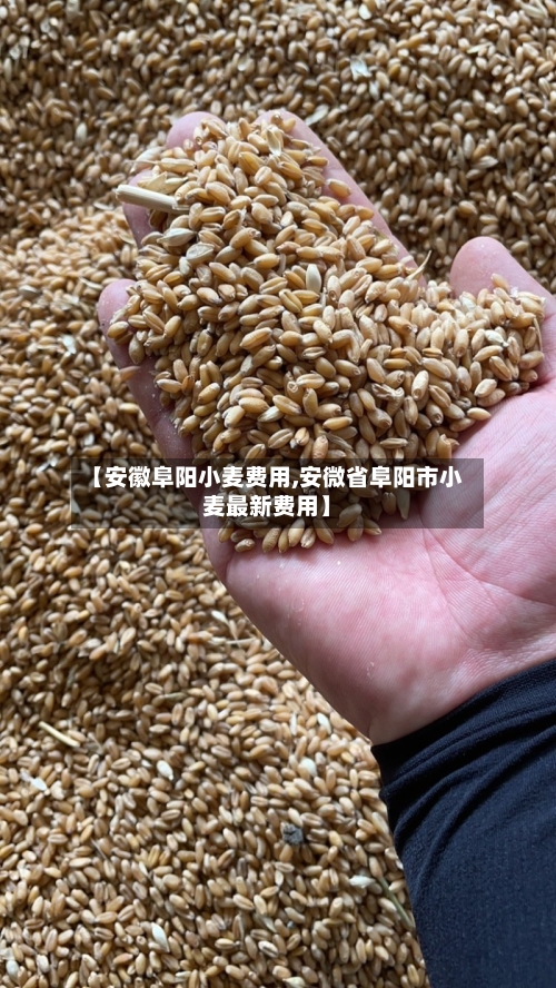 【安徽阜阳小麦费用,安微省阜阳市小麦最新费用】