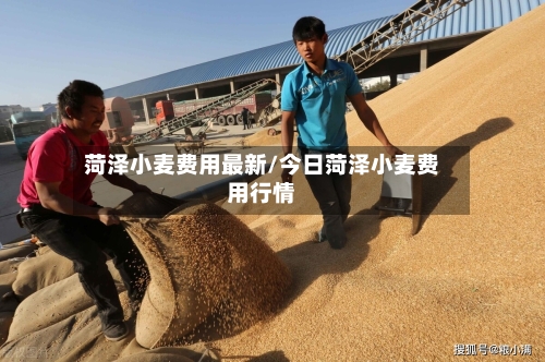 菏泽小麦费用最新/今日菏泽小麦费用行情-第3张图片