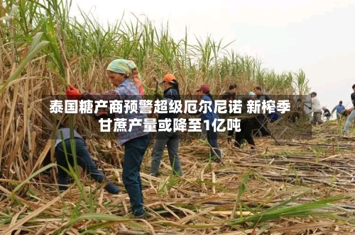泰国糖产商预警超级厄尔尼诺 新榨季甘蔗产量或降至1亿吨-第1张图片