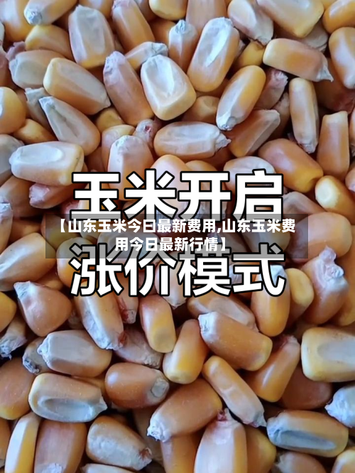 【山东玉米今曰最新费用,山东玉米费用今日最新行情】
