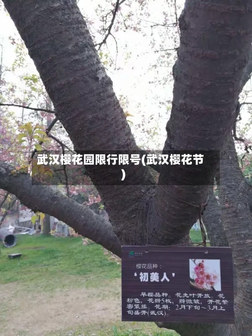 武汉樱花园限行限号(武汉樱花节)