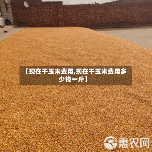 【现在干玉米费用,现在干玉米费用多少钱一斤】