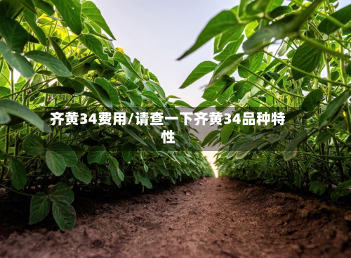 齐黄34费用/请查一下齐黄34品种特性-第3张图片