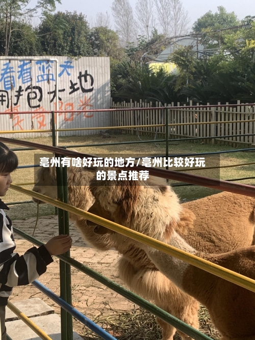 亳州有啥好玩的地方/亳州比较好玩的景点推荐-第3张图片