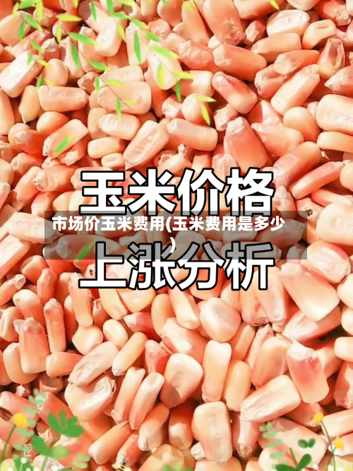 市场价玉米费用(玉米费用是多少)-第2张图片