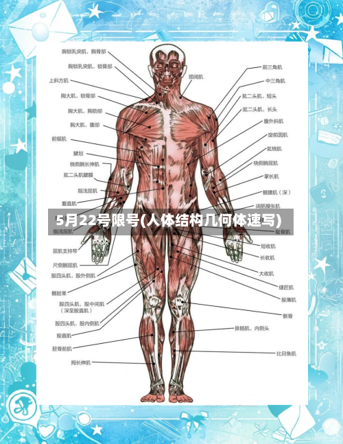 5月22号限号(人体结构几何体速写)-第2张图片