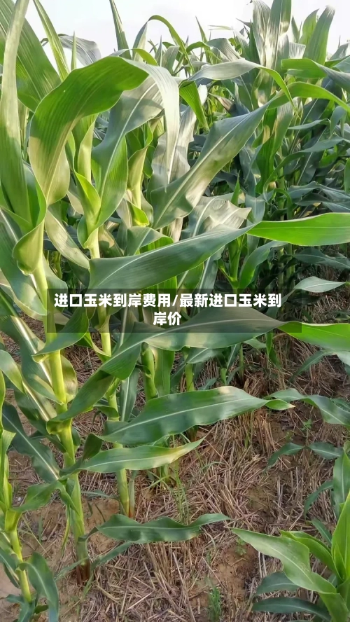 进口玉米到岸费用/最新进口玉米到岸价