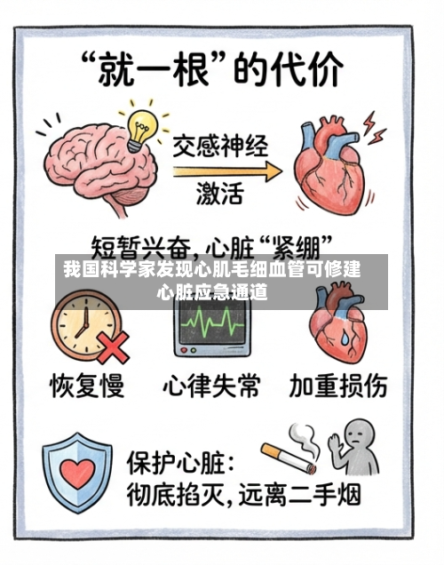 我国科学家发现心肌毛细血管可修建心脏应急通道-第2张图片