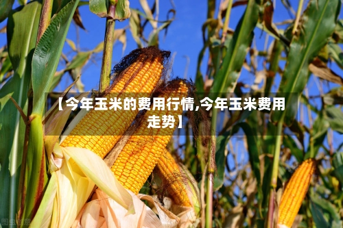 【今年玉米的费用行情,今年玉米费用走势】
