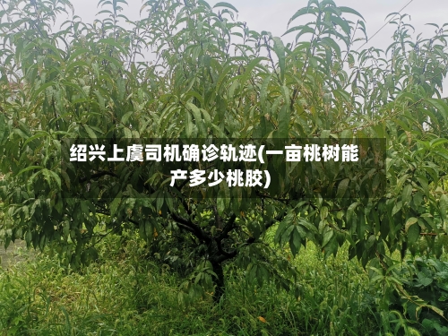 绍兴上虞司机确诊轨迹(一亩桃树能产多少桃胶)