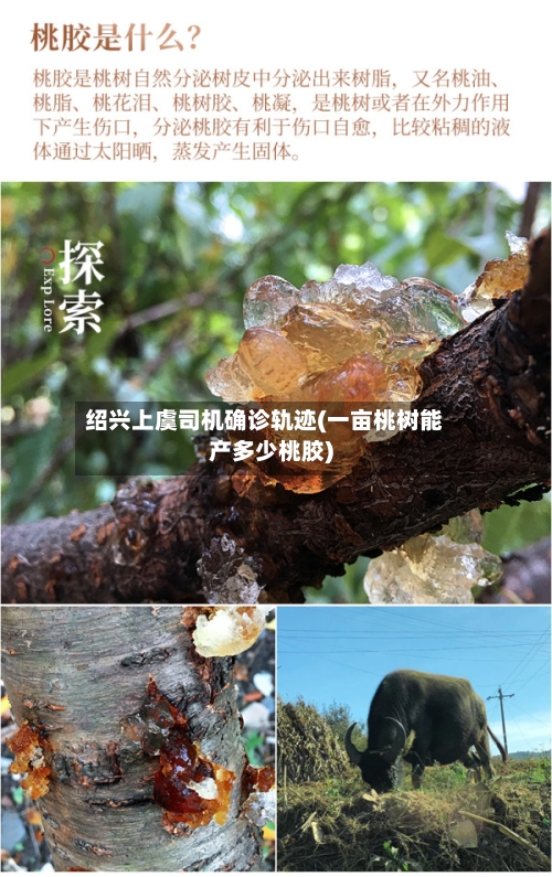 绍兴上虞司机确诊轨迹(一亩桃树能产多少桃胶)-第2张图片