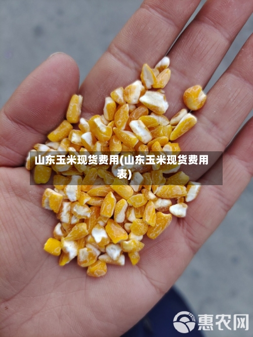 山东玉米现货费用(山东玉米现货费用表)-第2张图片