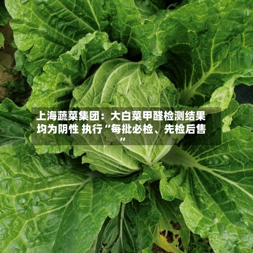 上海蔬菜集团：大白菜甲醛检测结果均为阴性 执行“每批必检	、先检后售”-第2张图片