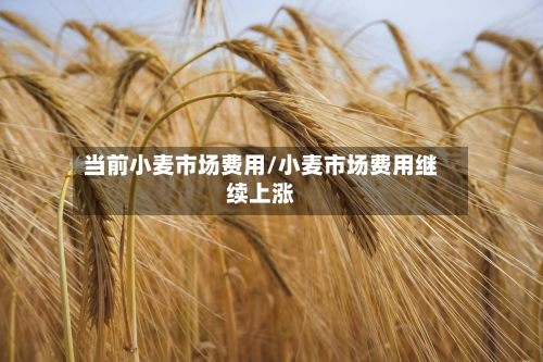 当前小麦市场费用/小麦市场费用继续上涨-第2张图片