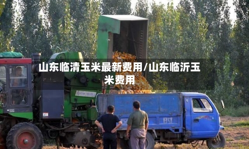 山东临清玉米最新费用/山东临沂玉米费用