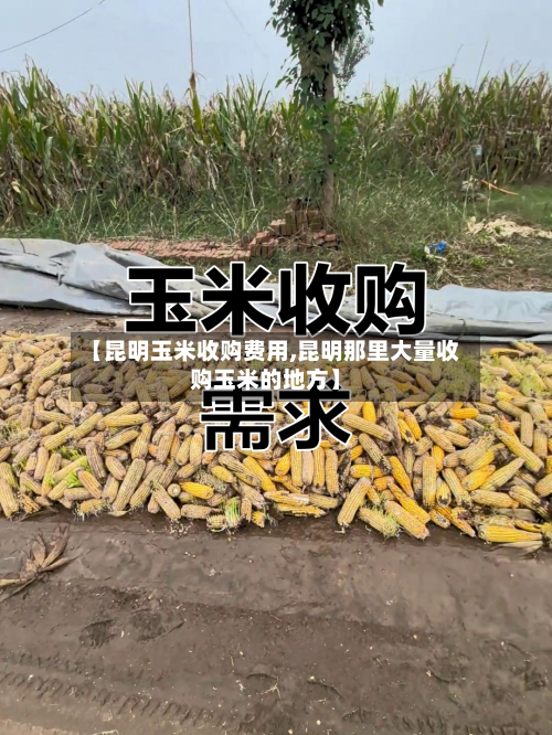 【昆明玉米收购费用,昆明那里大量收购玉米的地方】-第3张图片