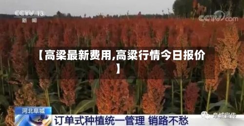 【高梁最新费用,高粱行情今日报价】-第2张图片