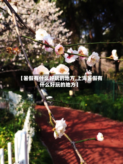 【暑假有什么好玩的地方,上海暑假有什么好玩的地方】