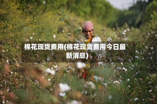 棉花现货费用(棉花现货费用今日最新消息)-第3张图片